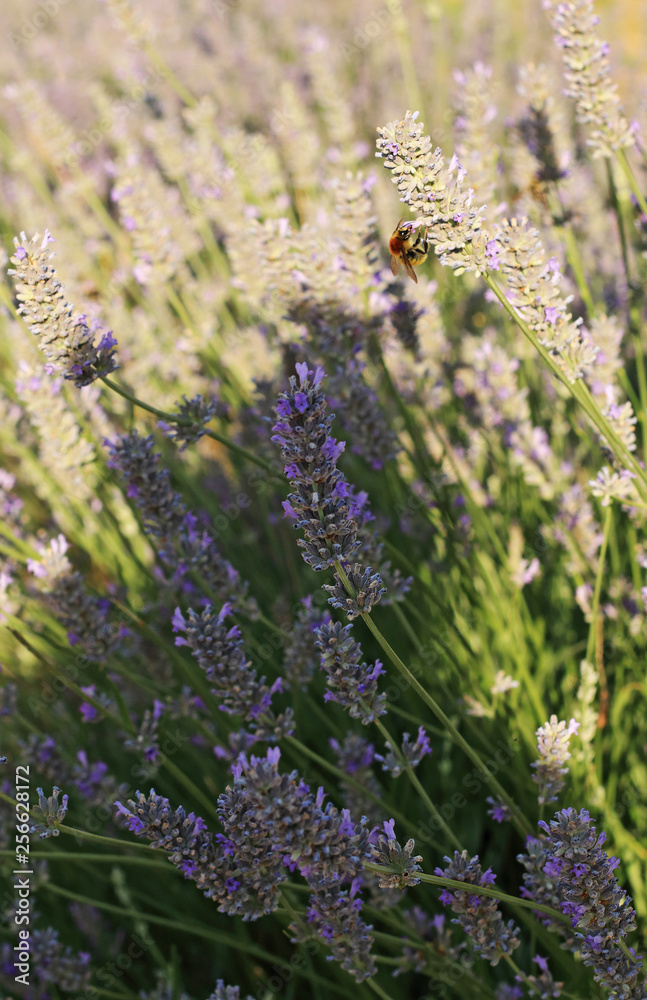 Fototapeta premium Lavender and bee in the garden