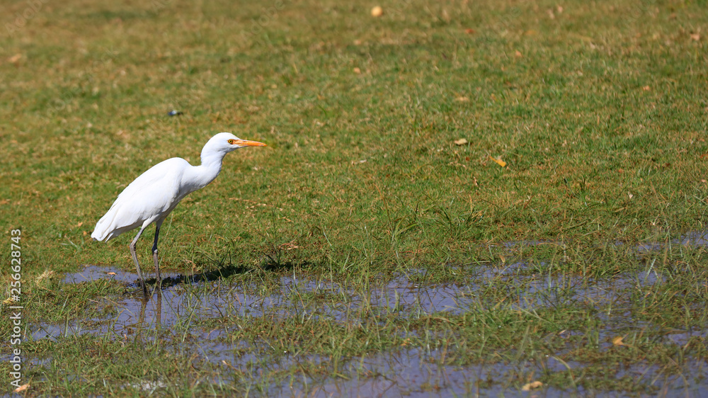 Fototapeta premium Small snow white egret in the meadow
