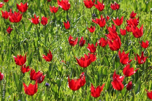 close up of red poppy flowers in a field .oltu erzurum turkey