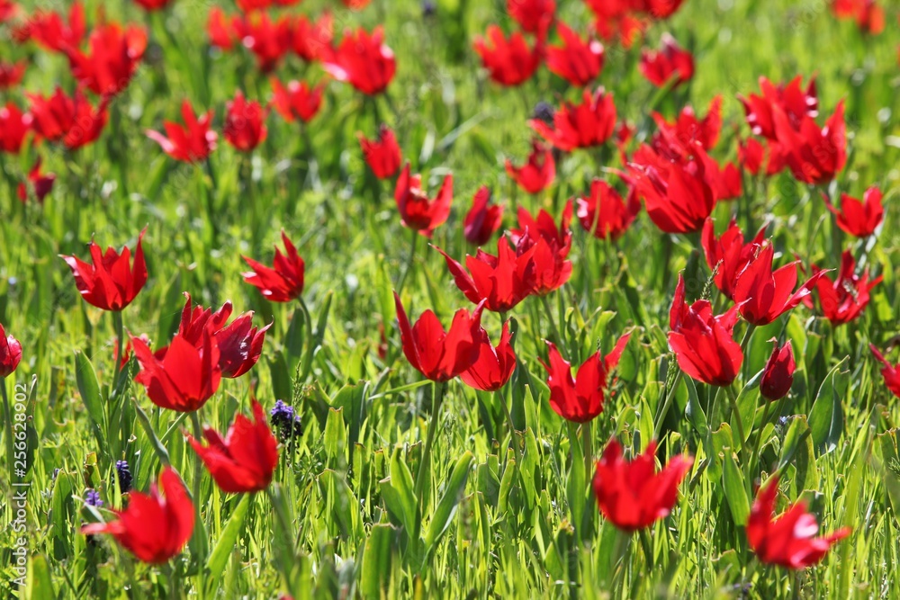 close up of red poppy flowers in a field .oltu/erzurum/turkey close up of red poppy flowers in a field .oltu/erzurum/turkey