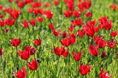 close up of red poppy flowers in a field .oltu/erzurum/turkey