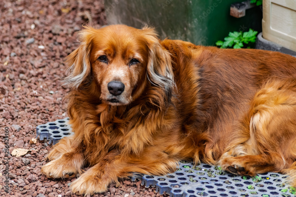 Obraz premium Adorable brown medium size dog, sitting and looking at you