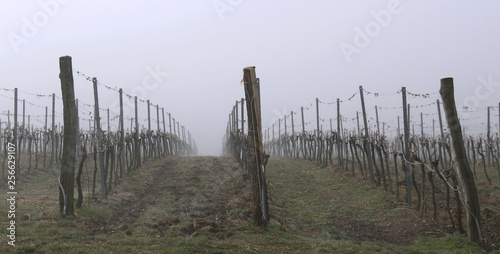 Moravian region  around Podyji National Park  Czech Republic. Vineyard  wine  landscape. Early in the morning  foggy over the vineyards.