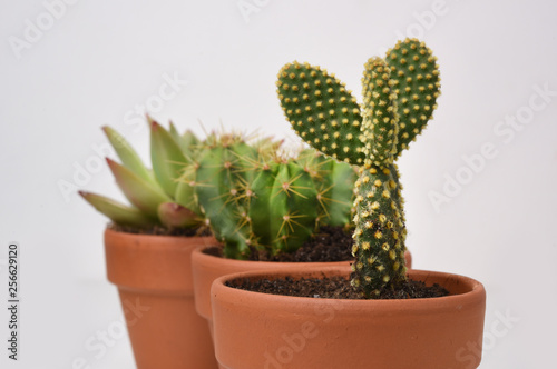 cactus on pastel background