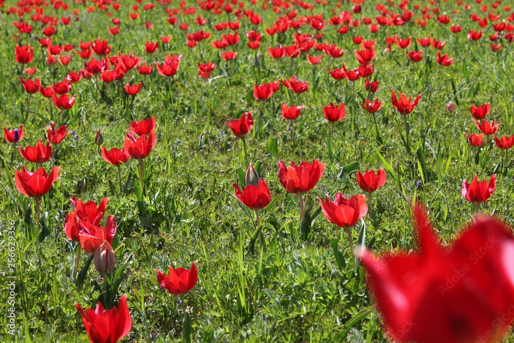 Obraz premium close up of red poppy flowers in a field .oltu/erzurum/turkey