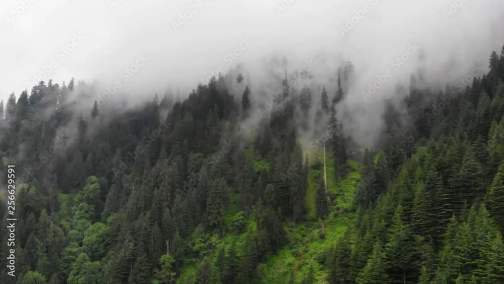 Foggy mountain forest in Himalaya Foggy mountain forest in Himalaya