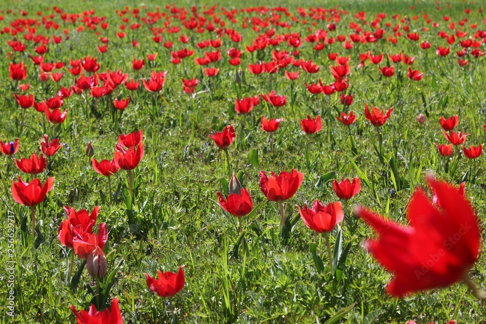 Obraz premium close up of red poppy flowers in a field .oltu/erzurum/turkey