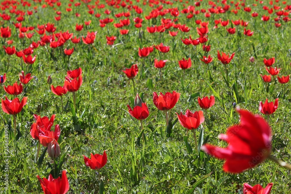 Obraz premium close up of red poppy flowers in a field .oltu/erzurum/turkey