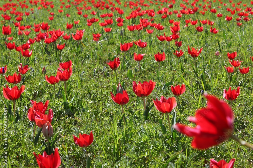 Naklejka premium close up of red poppy flowers in a field .oltu/erzurum/turkey
