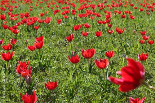close up of red poppy flowers in a field .oltu erzurum turkey