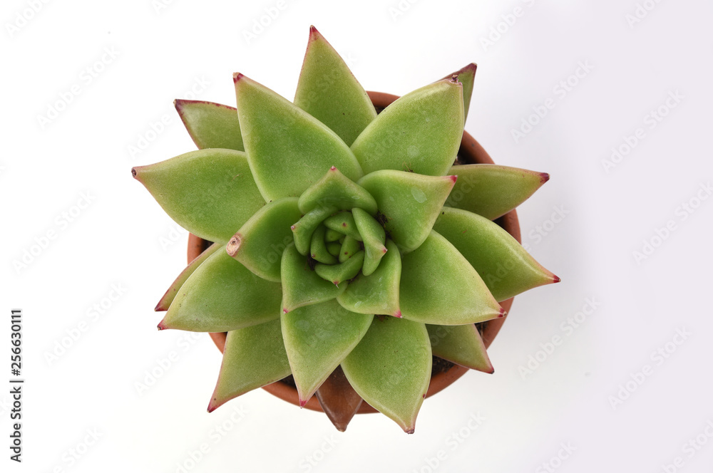Potted cactus isolated on white background Potted cactus isolated on white background