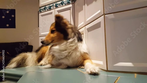 Sheltie lies on top of a Oven photo