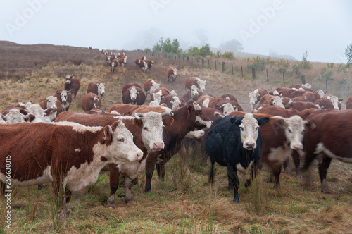Fototapeta Naklejka Na Ścianę i Meble -  Herd of hereford cows on paddock. Agriculture scene