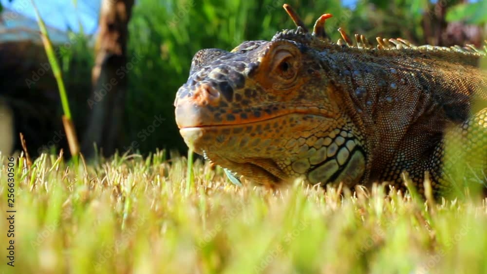 Iguana close up frozen and looks into the camera Iguana close up frozen and looks into the camera