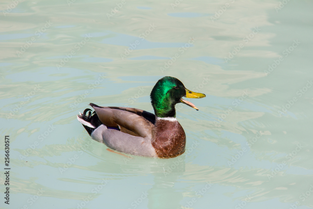 A mallard duck (Anas platyrhynchos) swimming in a lake A mallard duck (Anas platyrhynchos) swimming in a lake