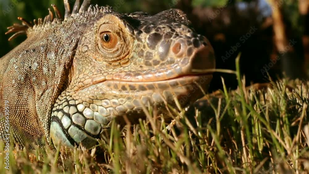 Iguana close up frozen and looks into the camera Iguana close up frozen and looks into the camera