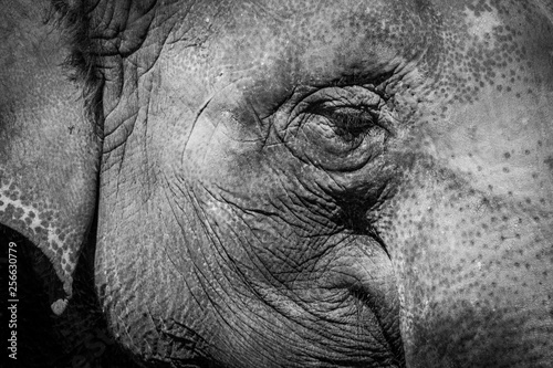 Close-up portrait of a big asian elephant in black and white