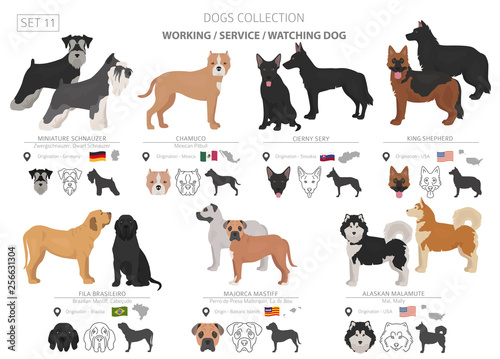 Working, service and watching dogs collection isolated on white. Flat style. Different color and country of origin
