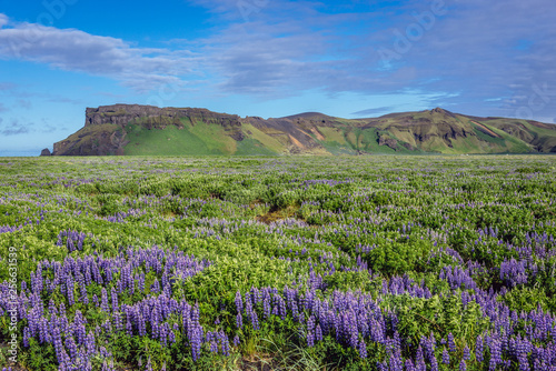 Mount Hjorleifshofdi among fields of Nootka lupine in Iceland