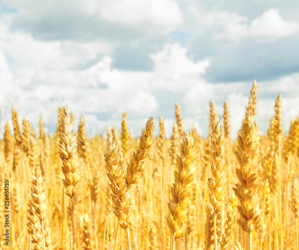 Fototapeta premium Field with yellow wheat and blue sky