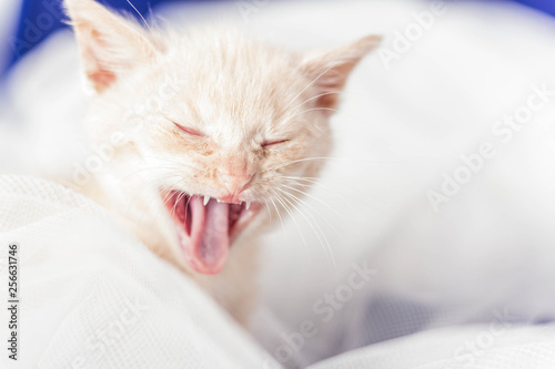 Little white kitten yawning among white fabrics
