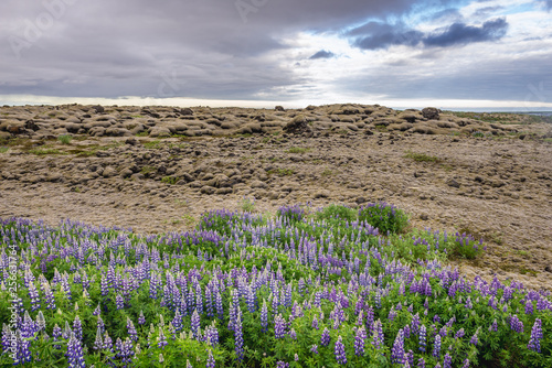 Skaftareldahraun lava fields in Iceland