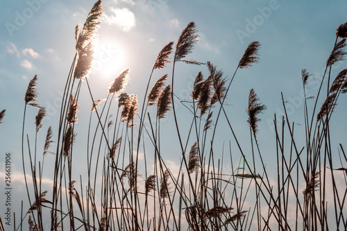 Reddish withered reeds against the turquoise spring sky and sun