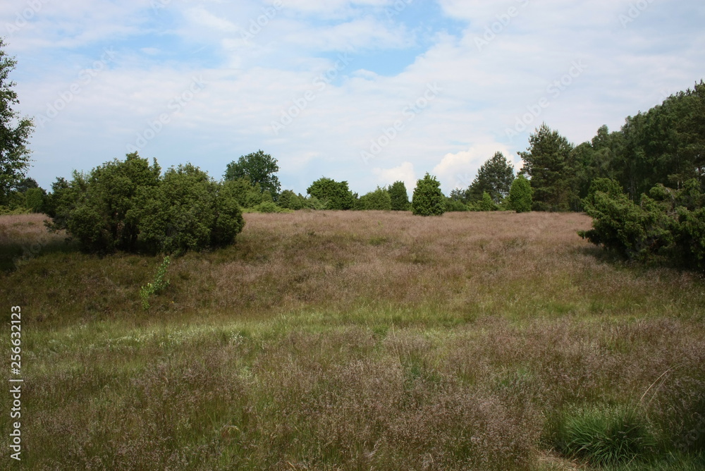 lüneburger heide lüneburger heide