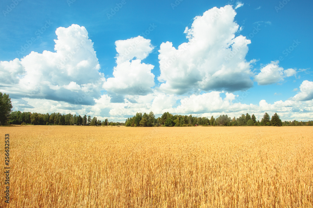 Field with yellow wheat and blue sky