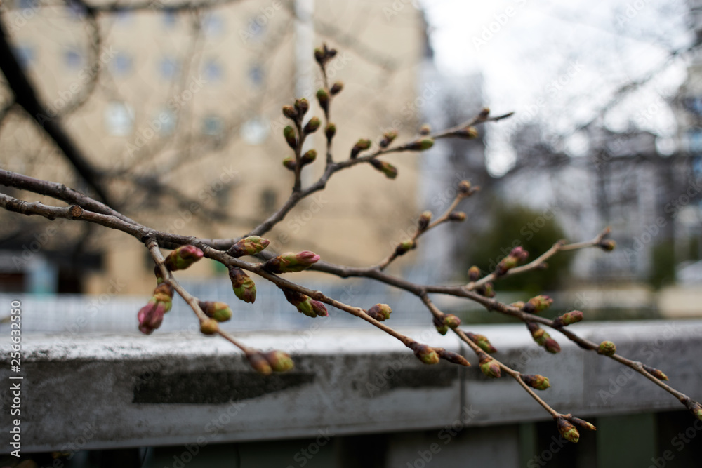 都会の桜・ビルを背景に 都会の桜・ビルを背景に