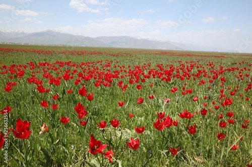 Field of poppies close up.oltu/erzurum/turkey