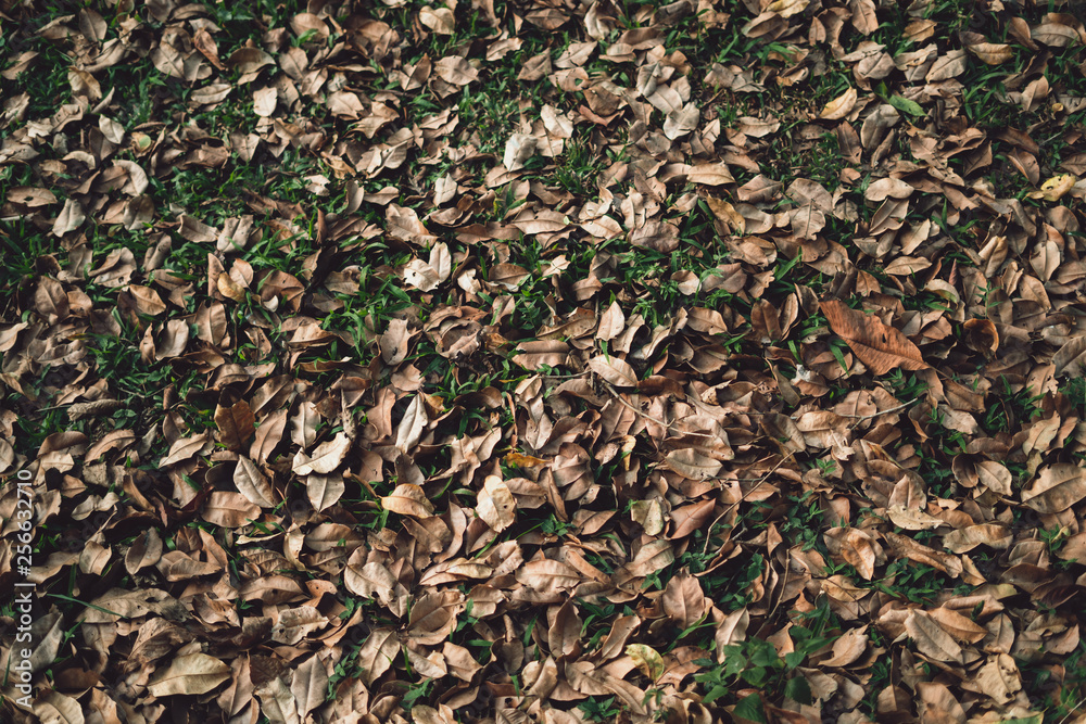 Dry leaves fall on the grass field