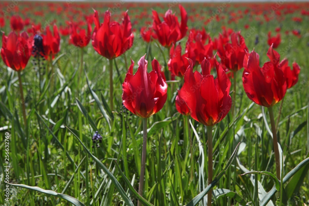Field of poppies close up.oltu/erzurum/turkey