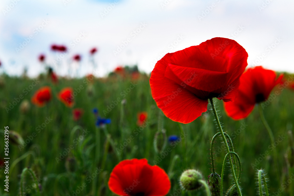 Obraz premium red poppy on the meadow