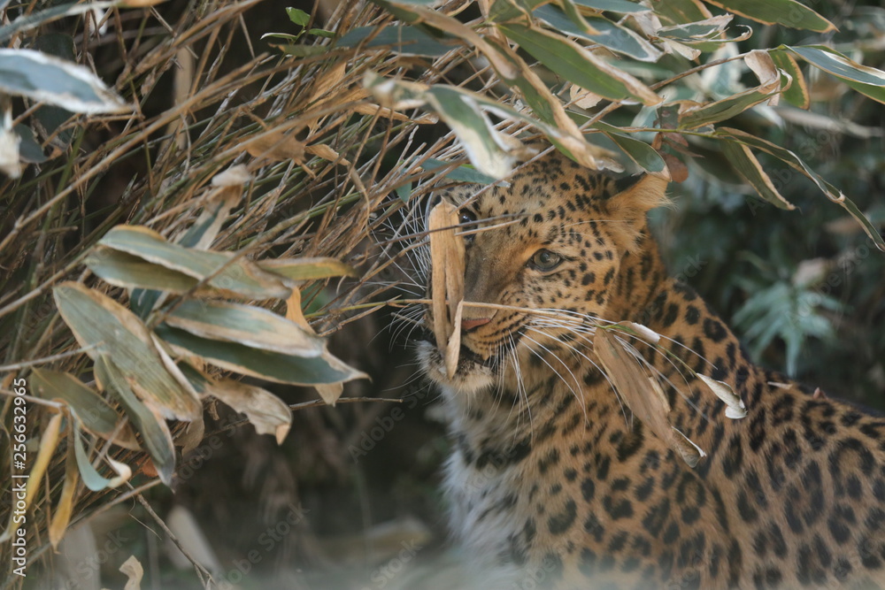 Amur leopard Amur leopard