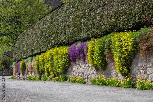 colorful flower hang on stone fence. Vivid and cizy neighborhood for residence and tourists photo