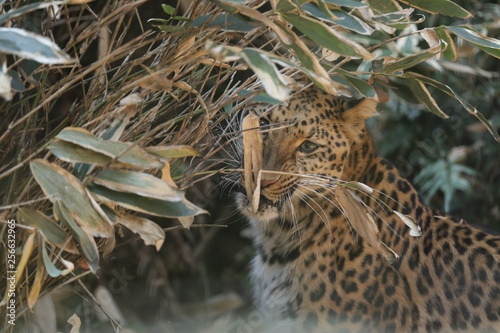 Fototapeta Naklejka Na Ścianę i Meble -  Amur leopard