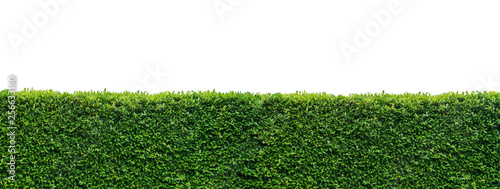 Panorama leaves wall isolated on white background