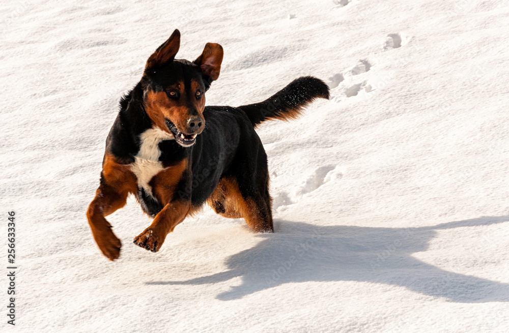 dog jumping in the snow dog jumping in the snow
