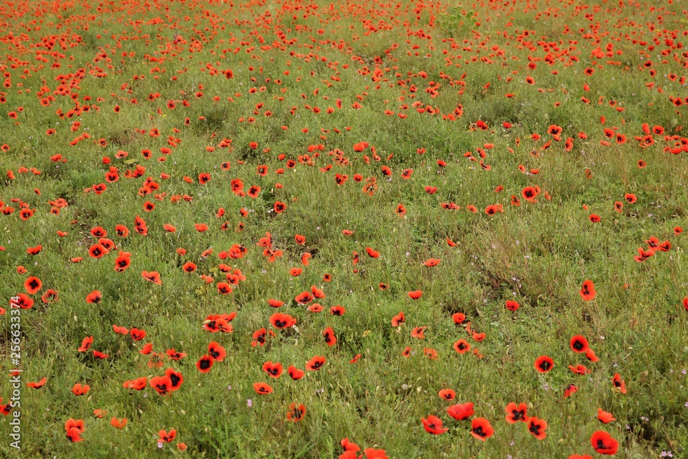 Field of poppies close up.oltu/erzurum/turkey