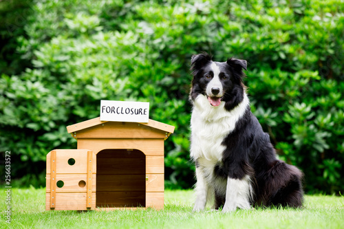 Sheepdog standing beside dog house
