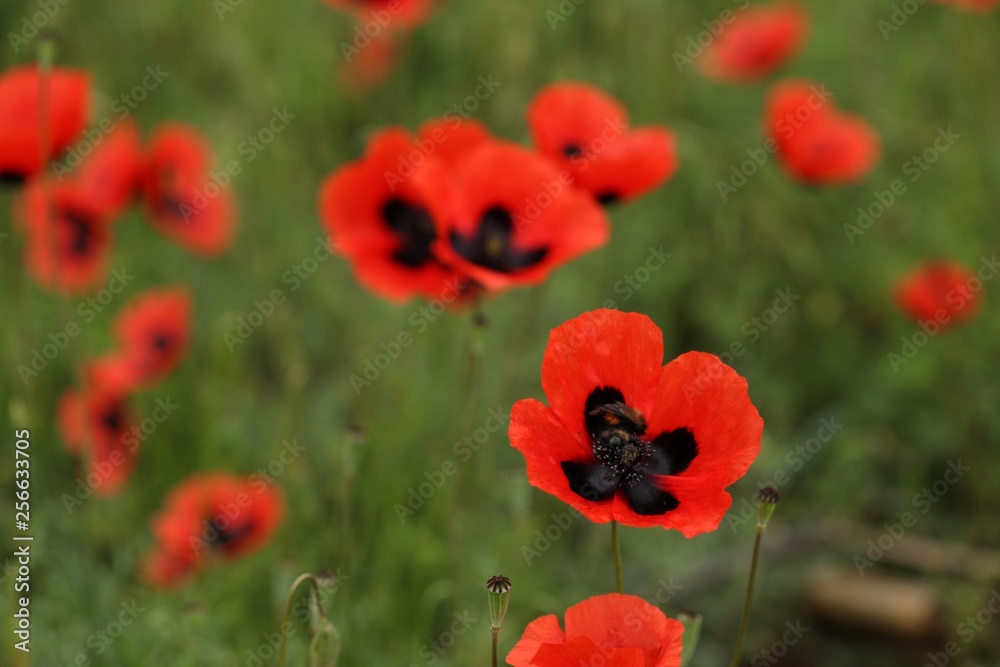 Fototapeta premium Field of poppies close up.oltu/erzurum/turkey