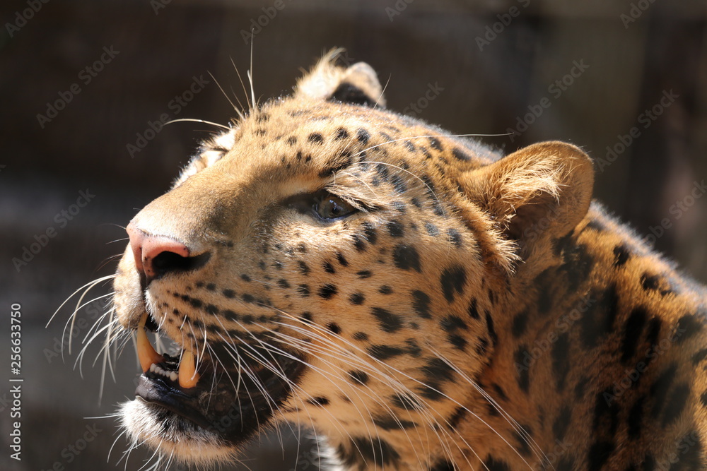 Obraz premium Amur leopard