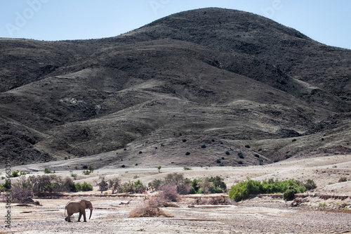Desert Elephant bull