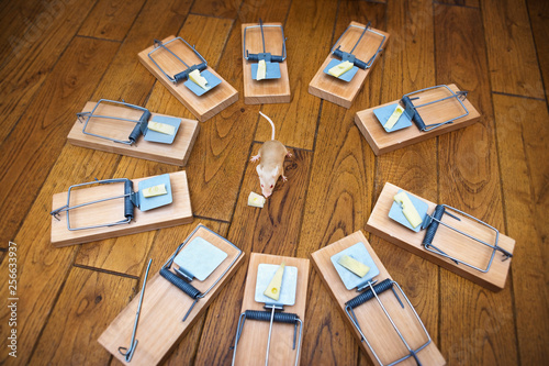 Mouse surrounded by mousetraps photo