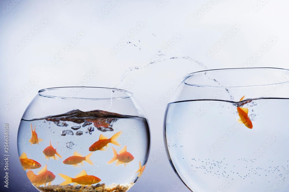 Goldfish escaping from crowded bowl Goldfish escaping from crowded bowl