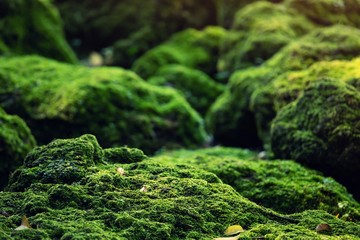 Papier peint photo Photographie macro Mousse verte sur pierres en forêt  © methaphum