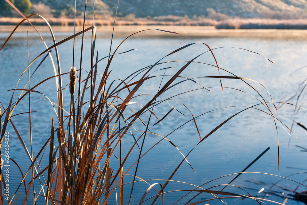 Fototapeta premium Cañaverales en el Mar de Ontigola. Aranjuez. Madrid. España. Europa.