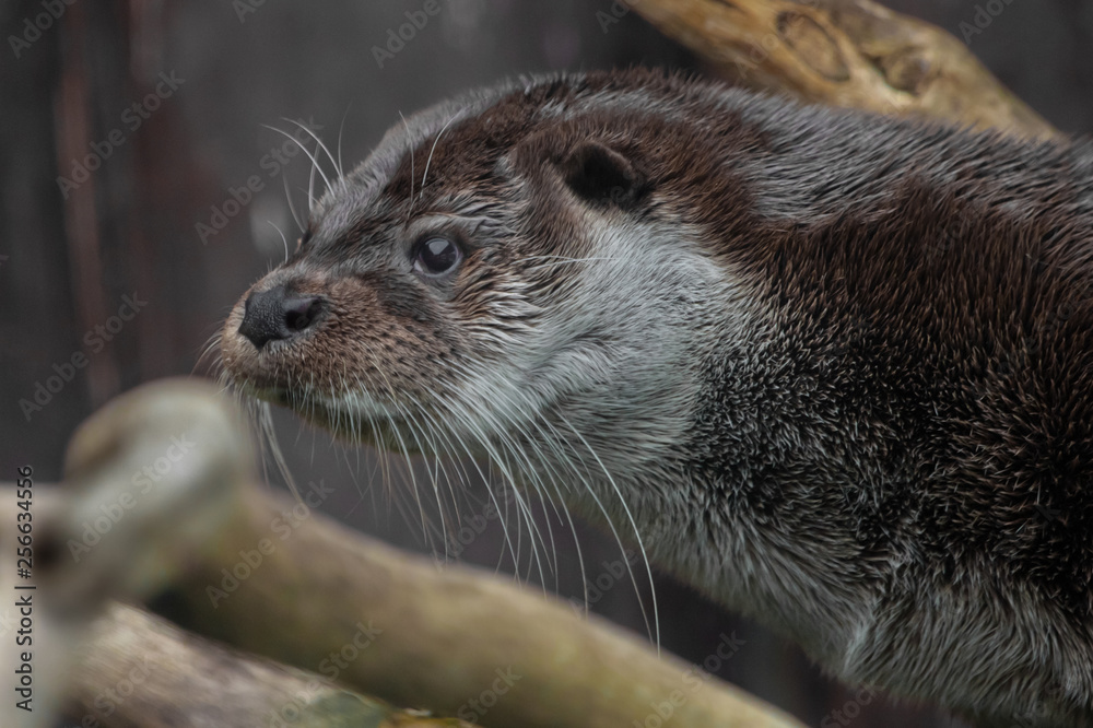 Otter muzzle in profile. The muzzle of a river animal is a furry predatory animal with beautiful fur, eyes of a button, Otter muzzle in profile. The muzzle of a river animal is a furry predatory animal with beautiful fur, eyes of a button,