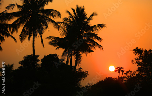 Coconut trees against sunset background